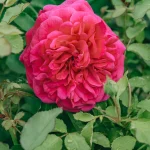 Trandafir tip tufă. (Serie: Colecția English Rose) Roz. Parfum de măr. Diametru mediu: 7,5 cm (3 inchi). Floare de mărime medie, foarte plină (peste 41 de petale), dispusă de obicei solitar, în formă de rozetă. Înflorește în valuri pe tot parcursul sezonului. Boboci mici. Tufă de mărime medie, cu port bogat. Frunziș de mărime medie, verde-închis, cu aspect pielos și ușor lucios; frunze compuse din 5 foliole. Înălțime: până la 100 cm (39 inchi). Potrivită pentru straturi și borduri, ca floare tăiată sau pentru decorarea grădinii.