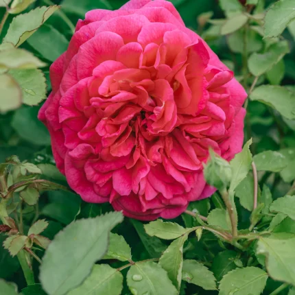 Trandafir tip tufă. (Serie: Colecția English Rose) Roz. Parfum de măr. Diametru mediu: 7,5 cm (3 inchi). Floare de mărime medie, foarte plină (peste 41 de petale), dispusă de obicei solitar, în formă de rozetă. Înflorește în valuri pe tot parcursul sezonului. Boboci mici. Tufă de mărime medie, cu port bogat. Frunziș de mărime medie, verde-închis, cu aspect pielos și ușor lucios; frunze compuse din 5 foliole. Înălțime: până la 100 cm (39 inchi). Potrivită pentru straturi și borduri, ca floare tăiată sau pentru decorarea grădinii.