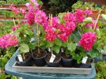 Bougainvillea(Floarea de hartie) Rosie cu flori duble.