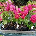 Bougainvillea(Floarea de hartie) Rosie cu flori duble.