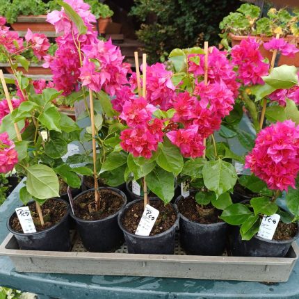Bougainvillea(Floarea de hartie) Rosie cu flori duble.