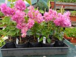 Bougainvillea(Floarea de hartie) Roz cu flori duble.
