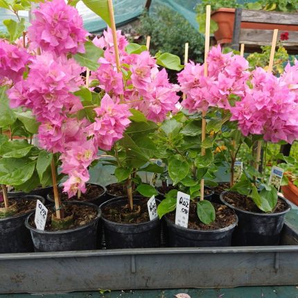 Bougainvillea(Floarea de hartie) Roz cu flori duble.
