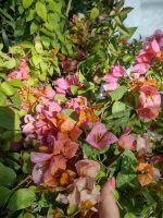 Bougainvillea(Floarea de hartie)Bicolore cu flori simple