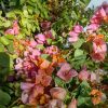 Bougainvillea(Floarea de hartie)Bicolore cu flori simple