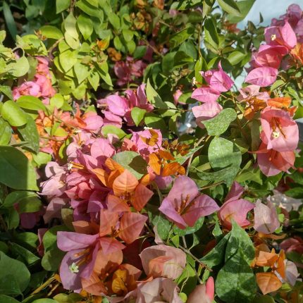 Bougainvillea(Floarea de hartie)Bicolore cu flori simple