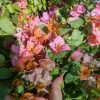 Bougainvillea(Floarea de hartie)Bicolore cu flori simple