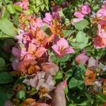 Bougainvillea(Floarea de hartie)Bicolore cu flori simple