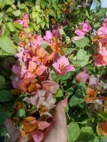 Bougainvillea(Floarea de hartie)Bicolore cu flori simple
