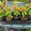 Bougainvillea(Floarea de hartie) Pitica