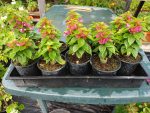 Bougainvillea(Floarea de hartie) Pitica