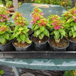 Bougainvillea(Floarea de hartie) Pitica