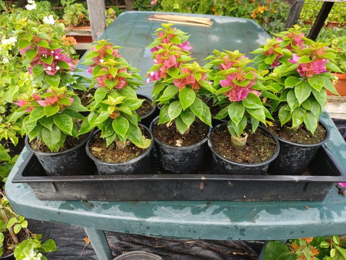 Bougainvillea(Floarea de hartie) Pitica