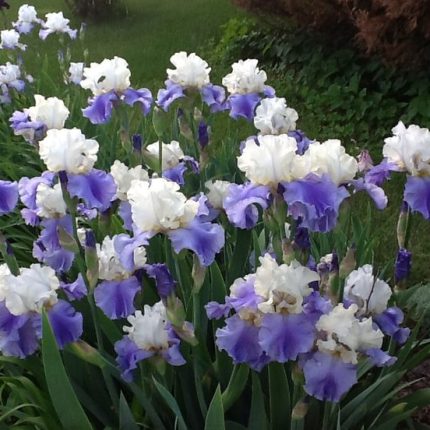 Iris Stairway to Heaven