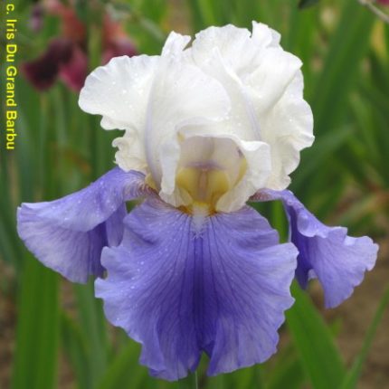 Iris Stairway to Heaven