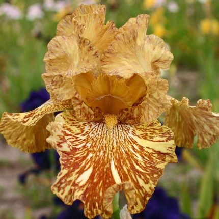 Iris Tiger Honey