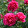 Trandafir tip tufă. (Serie: Colecția English Rose) Roz. Parfum de măr. Diametru mediu: 7,5 cm (3 inchi). Floare de mărime medie, foarte plină (peste 41 de petale), dispusă de obicei solitar, în formă de rozetă. Înflorește în valuri pe tot parcursul sezonului. Boboci mici. Tufă de mărime medie, cu port bogat. Frunziș de mărime medie, verde-închis, cu aspect pielos și ușor lucios; frunze compuse din 5 foliole. Înălțime: până la 100 cm (39 inchi). Potrivită pentru straturi și borduri, ca floare tăiată sau pentru decorarea grădinii.