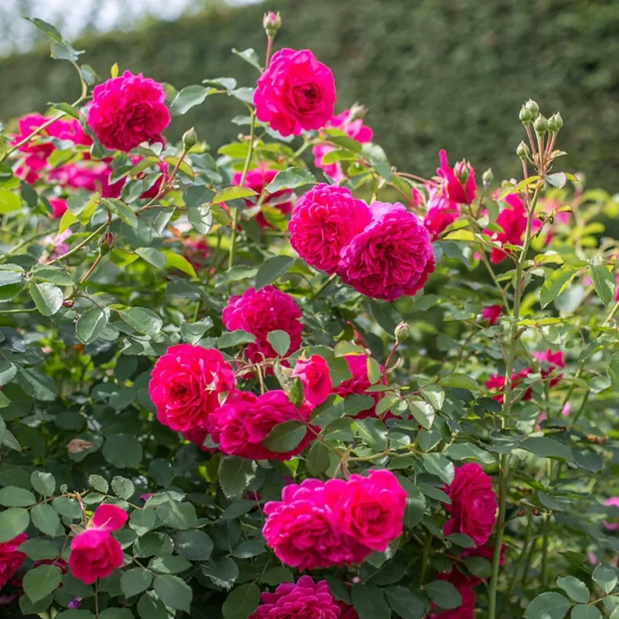 Trandafir tip tufă. (Serie: Colecția English Rose) Roz. Parfum de măr. Diametru mediu: 7,5 cm (3 inchi). Floare de mărime medie, foarte plină (peste 41 de petale), dispusă de obicei solitar, în formă de rozetă. Înflorește în valuri pe tot parcursul sezonului. Boboci mici. Tufă de mărime medie, cu port bogat. Frunziș de mărime medie, verde-închis, cu aspect pielos și ușor lucios; frunze compuse din 5 foliole. Înălțime: până la 100 cm (39 inchi). Potrivită pentru straturi și borduri, ca floare tăiată sau pentru decorarea grădinii.