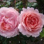 Trandafir englezesc Strawberry Hill