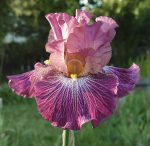 Iris Vibrations