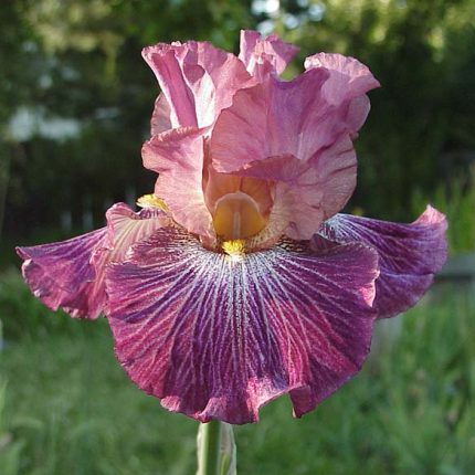 Iris Vibrations