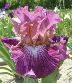 Iris Vibrations