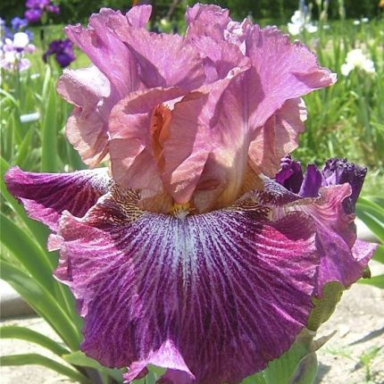 Iris Vibrations