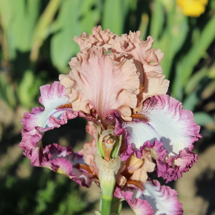 Iris By Design