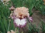 Iris By Design