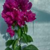 Bougainvillea(Floarea de hartie) Ciclam simplu.