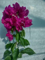 Bougainvillea(Floarea de hartie) Ciclam simplu.