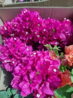 Bougainvillea(Floarea de hartie) Ciclam simplu.