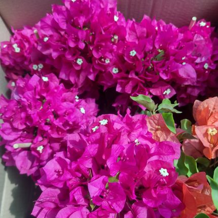 Bougainvillea(Floarea de hartie) Ciclam simplu.