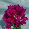 Bougainvillea(Floarea de hartie) Ciclam simplu.