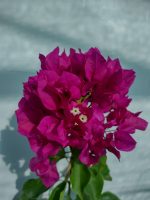 Bougainvillea(Floarea de hartie) Ciclam simplu.