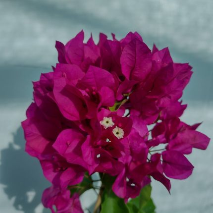 Bougainvillea(Floarea de hartie) Ciclam simplu.