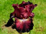 Iris Double Down