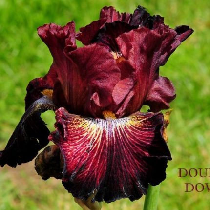 Iris Double Down