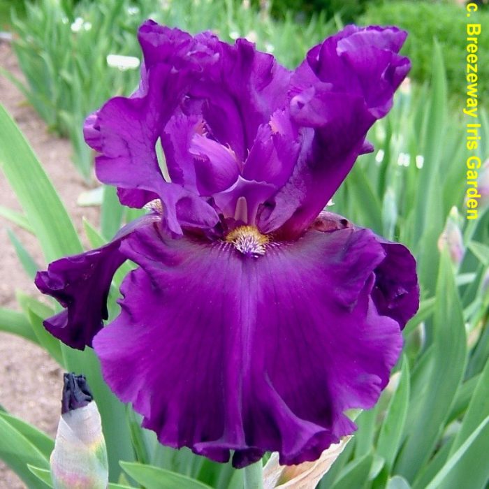 Iris Fine Wine - imagine 2