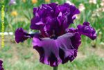 Iris Fine Wine