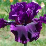 Iris Fine Wine