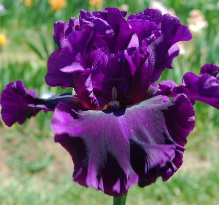 Iris Fine Wine