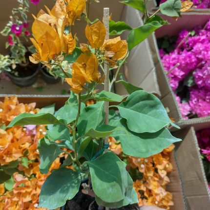 Bougainvillea(Floarea de hartie) Galbena cu flori simple