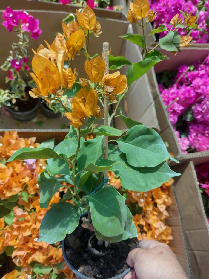 Bougainvillea(Floarea de hartie) Galbena cu flori simple