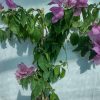 Bougainvillea(Floarea de hartie)Lila