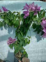 Bougainvillea(Floarea de hartie)Lila