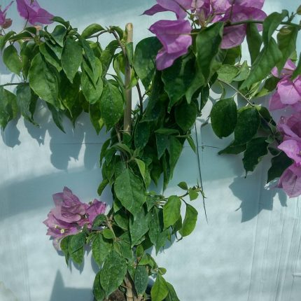 Bougainvillea(Floarea de hartie)Lila
