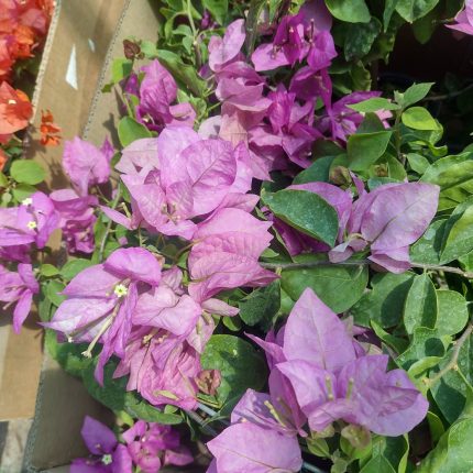 Bougainvillea(Floarea de hartie)Lila