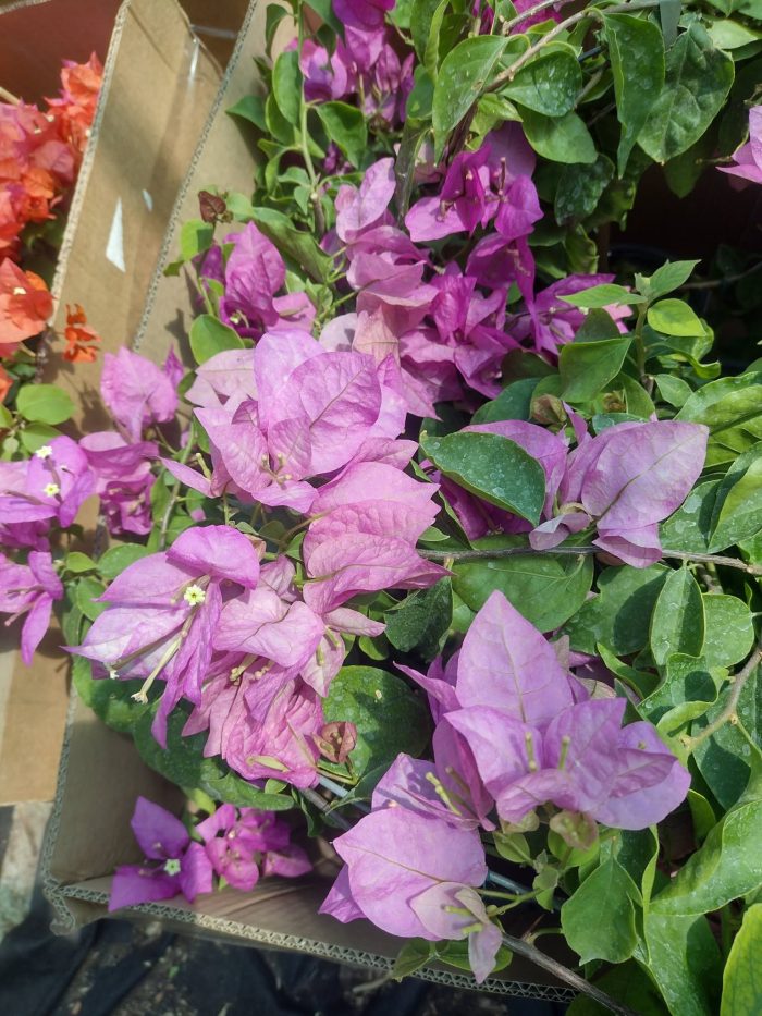 Bougainvillea(Floarea de hartie)Lila