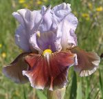 Iris Man's Best Friend
